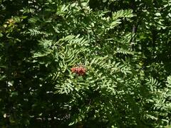 Sorbus aucuparia