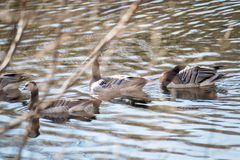 Branta leucopsis