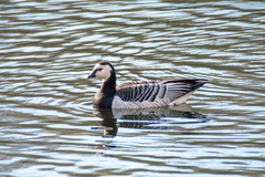Branta leucopsis