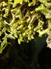 Porella platyphylla