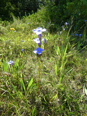 Gentianopsis