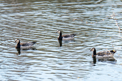 Branta leucopsis