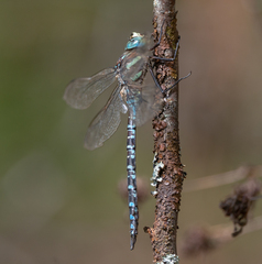 Aeshna crenata