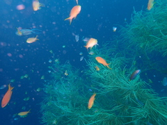 Pseudanthias