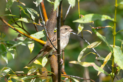 Emberiza spodocephala