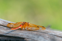 Sympetrum croceolum