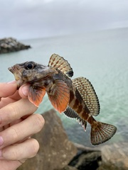 Bovichtus angustifrons