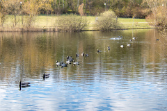 Branta leucopsis