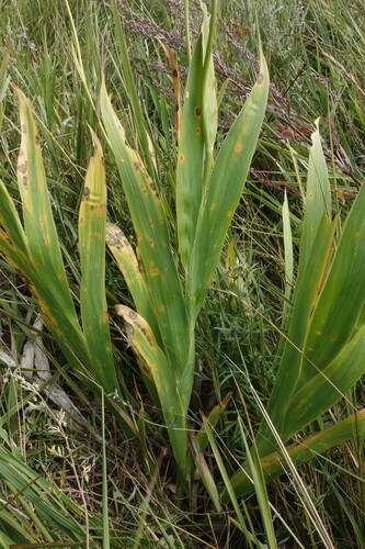 Image of Iris dichotoma by (c) Aleksei Baushev, some rights reserved (CC BY)