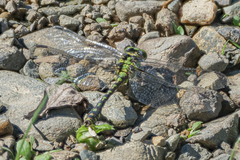 Ophiogomphus obscurus