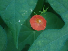 Ipomoea cristulata