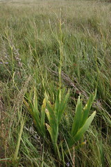 Iris dichotoma
