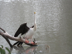 Anhinga novaehollandiae