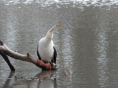 Anhinga novaehollandiae
