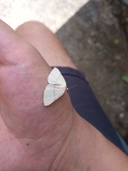 Adactylotis gesticularia