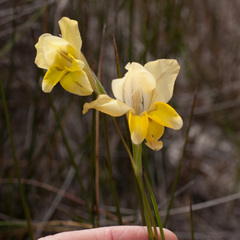 Gladiolus carinatus