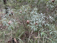 Banksia collina