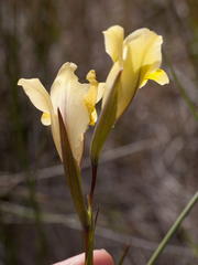 Gladiolus carinatus