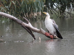 Anhinga novaehollandiae