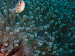 Ancylomenes sarasvati