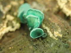 Chlorociboria aeruginascens