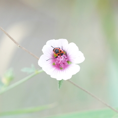 Althaea cannabina