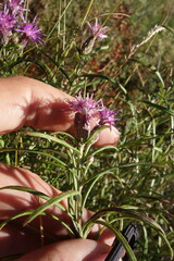 Saussurea salicifolia