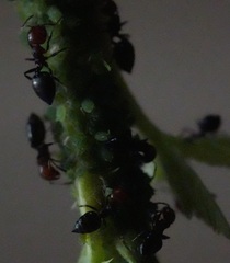 Crematogaster scutellaris