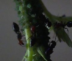 Crematogaster scutellaris