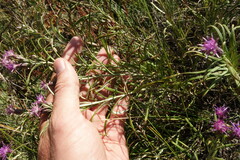 Saussurea salicifolia