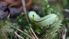 Cimbex femoratus