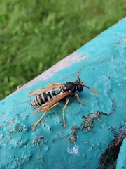 Polistes nimpha