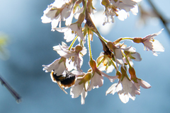 Bombus