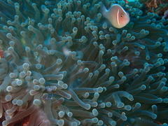 Amphiprion perideraion