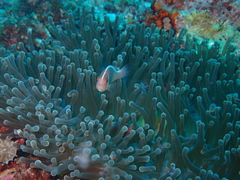 Heteractis magnifica