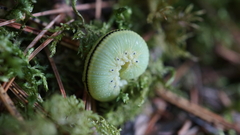 Cimbex femoratus