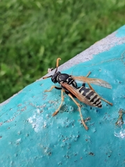 Polistes nimpha