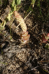 Orostachys malacophylla