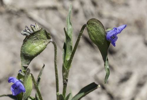 Birdbill dayflower (Commelina dianthifolia)
