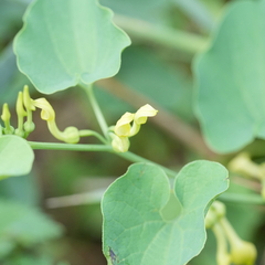 Aristolochia clematitis
