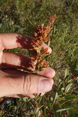 Lespedeza daurica