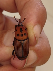 Rhynchophorus ferrugineus