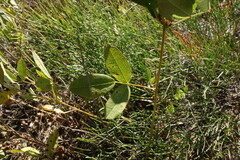 Lespedeza daurica