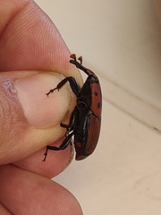 Rhynchophorus ferrugineus