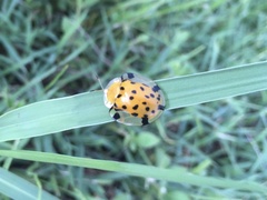 Aspidimorpha miliaris