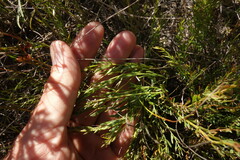 Haplophyllum dauricum