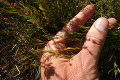 Haplophyllum dauricum