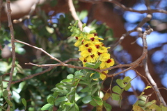 Paubrasilia echinata