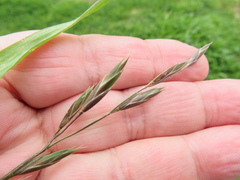 Bromus catharticus