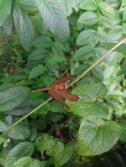 Neurothemis fulvia